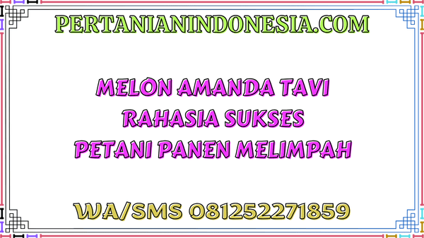 Melon Amanda Tavi Rahasia Sukses Petani Panen Melimpah